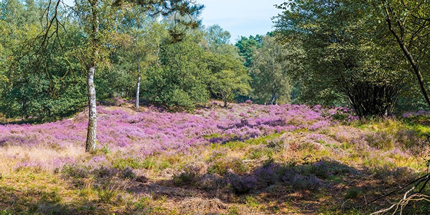 De Veluwe in Beeld: De Fotogeniekste Plekken en Hoe Je Ze Vastlegt