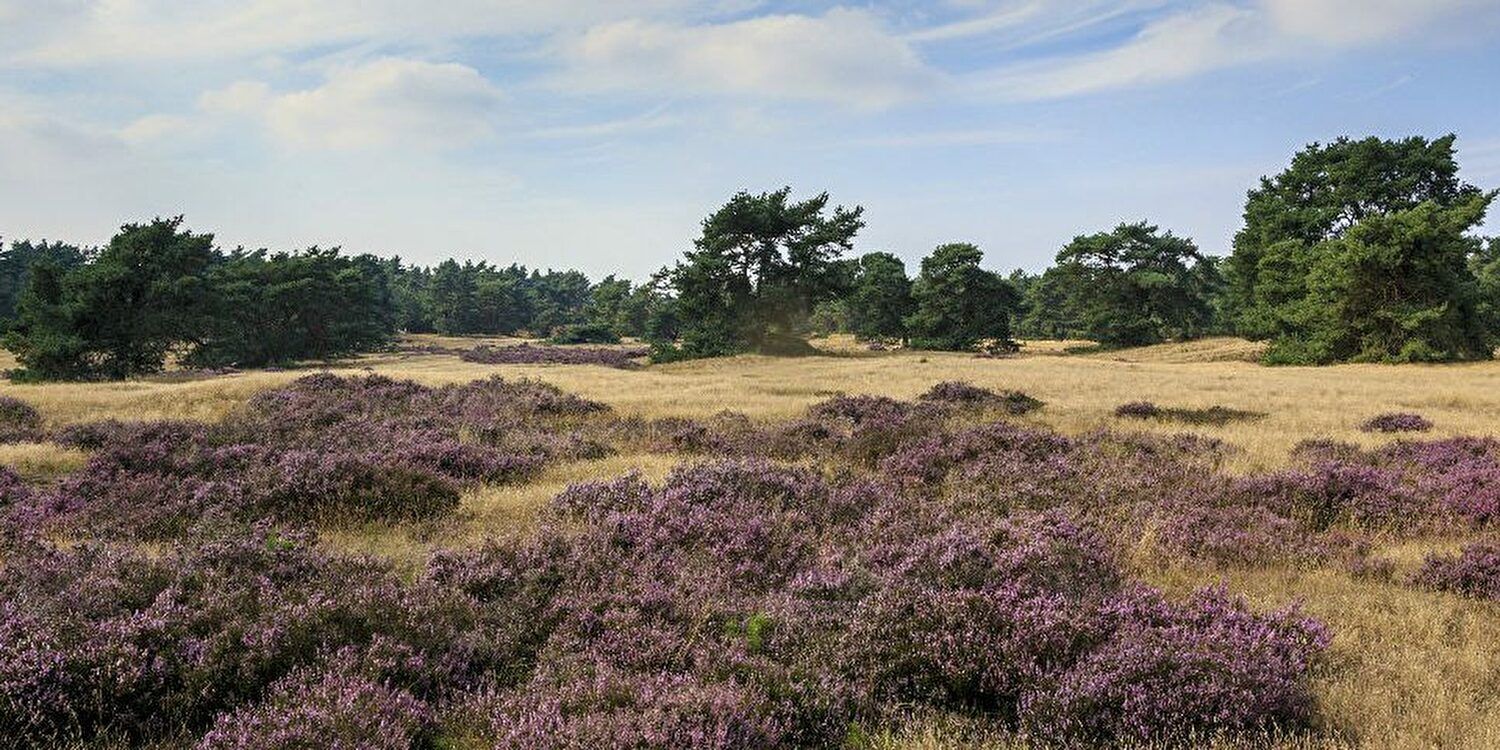 Hoe plan je een effectieve heisessie op de Veluwe?