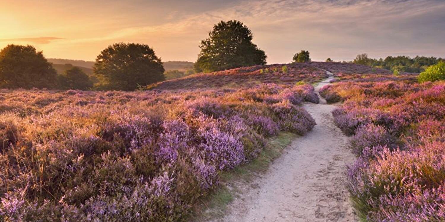 Last Minute naar de Veluwe: Tips voor Spontane Reizigers