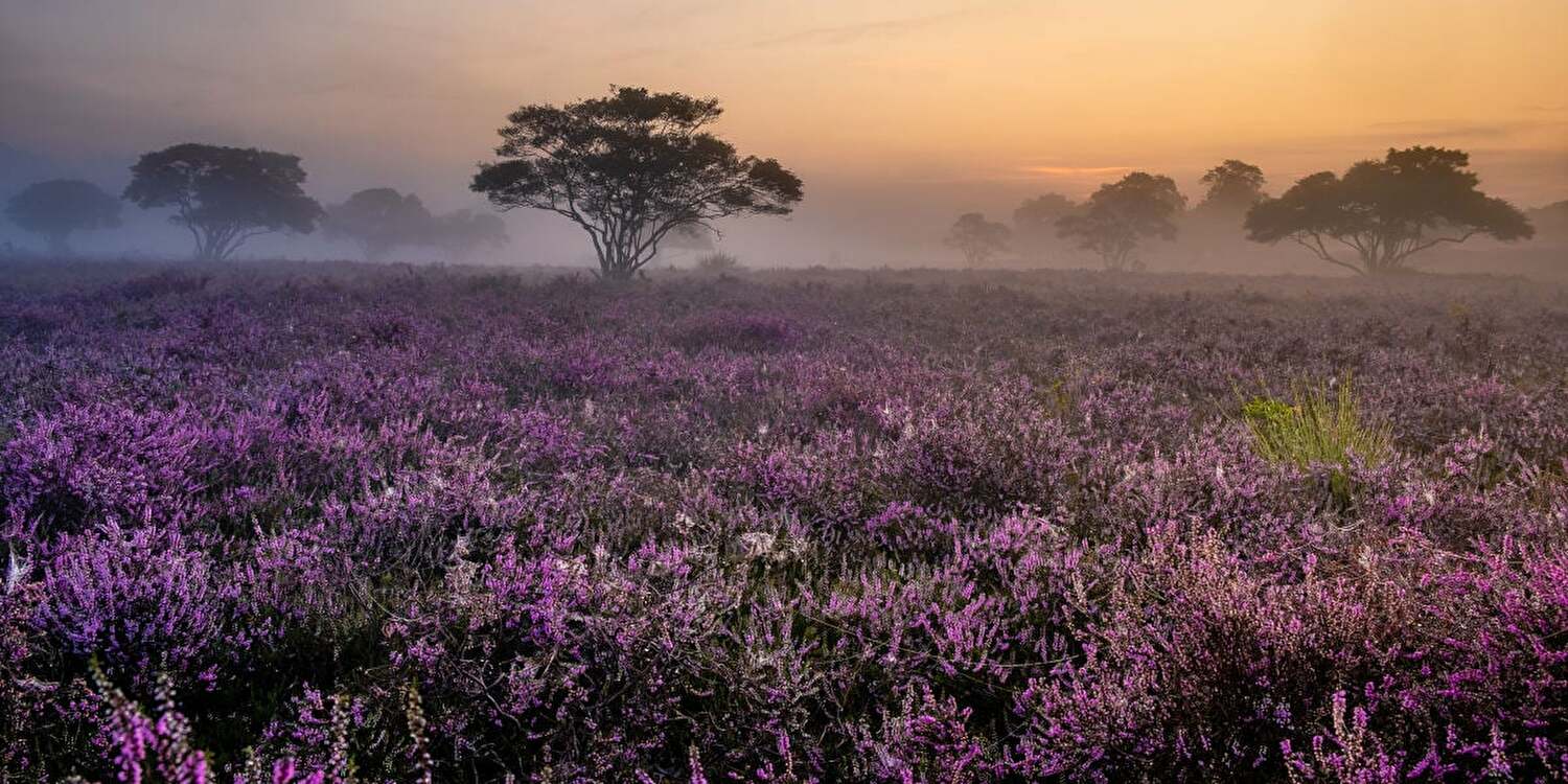 Waarom de Veluwe het Beste Uitgangspunt is voor Natuurliefhebbers