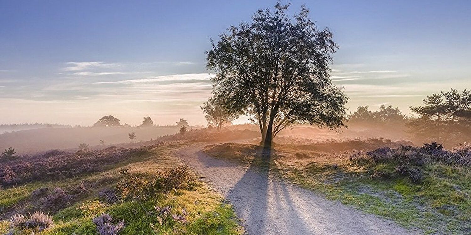 Wat moet je gezien hebben op de Veluwe?