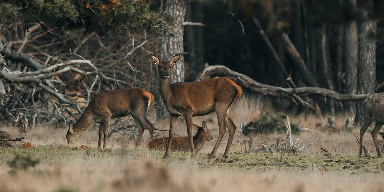 Wildlife Spotten: Welke Dieren Je Rond De Hoeve van Nunspeet Kunt Tegenkomen